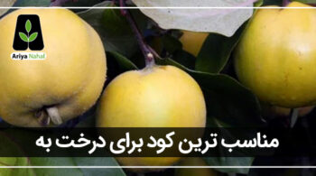 بهترین کود برای درخت به