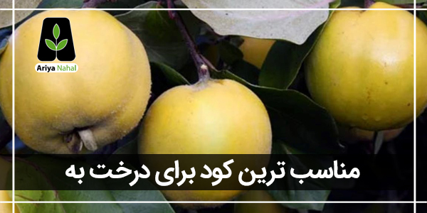 بهترین کود برای درخت به