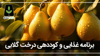 بهترین کود برای درخت گلابی