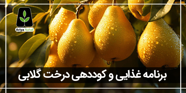 بهترین کود برای درخت گلابی