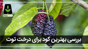 بهترین کود برای درخت توت