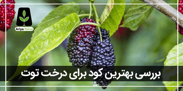 بهترین کود برای درخت توت