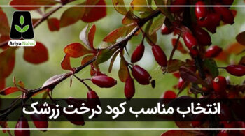 بهترین کود درخت زرشک