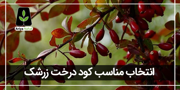 بهترین کود درخت زرشک