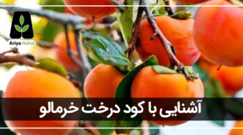 بهترین کود برای درخت خرمالو