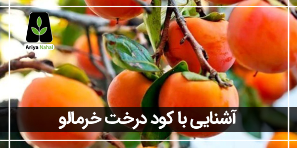 بهترین کود برای درخت خرمالو