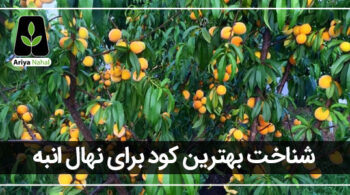 بهترین کود برای درخت انبه