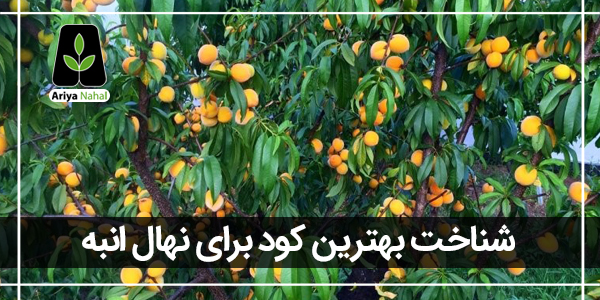 بهترین کود برای درخت انبه