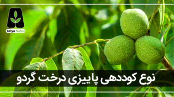 بهترین کود برای درخت گردو