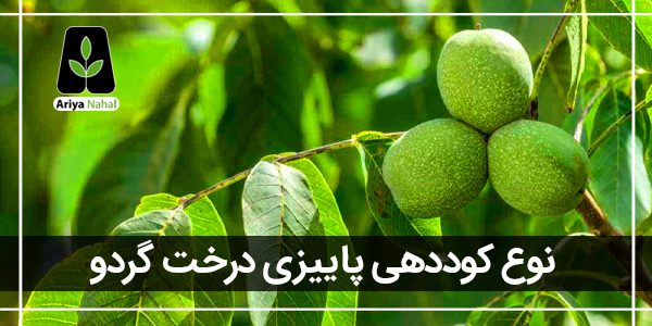 بهترین کود برای درخت گردو