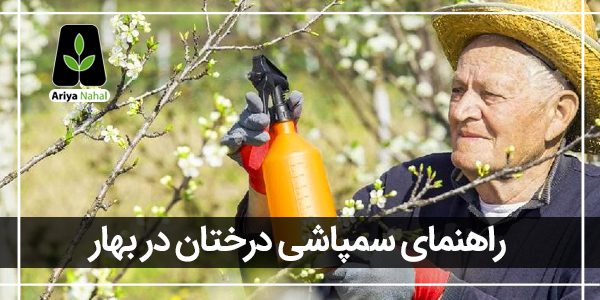 سمپاشی درختان میوه در بهار