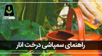 سمپاشی درخت انار