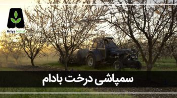 سمپاشی درخت بادام