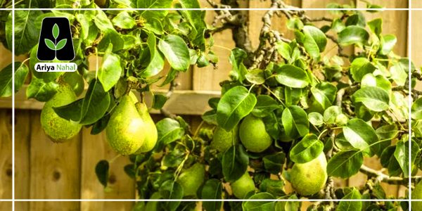 بهترین زمان برای سمپاشی
