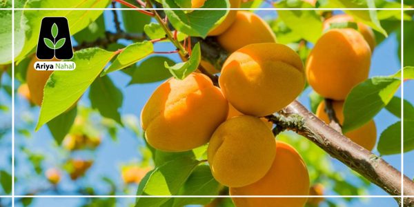 شرایط سمپاشی درخت زردآلو