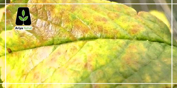 تاثیرات سمپاشی اشتباه