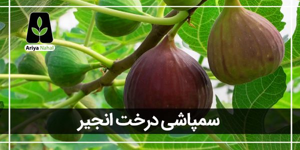 بهترین زمان سمپاشی نهال انجیر