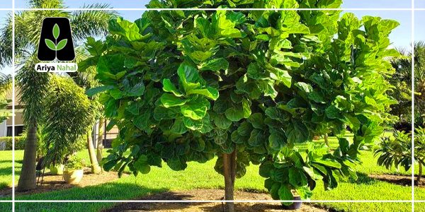 پوسیدگی ریشه درخت انجیر