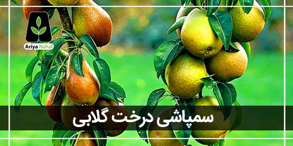 بهترین زمان سمپاشی نهال گلابی