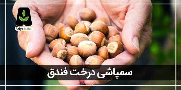 سمپاشی درخت فندق