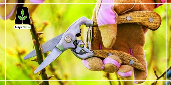 بهترین زمان برای هرس درختان شلیل