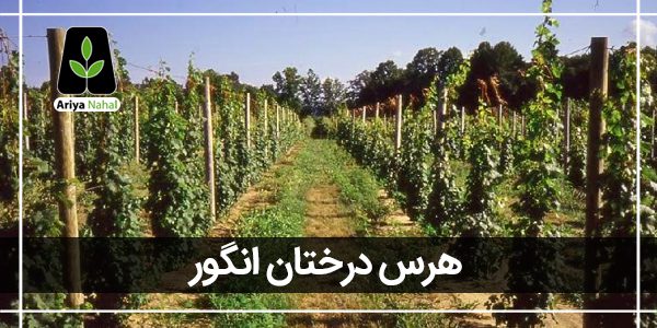 هرس درختان انگور