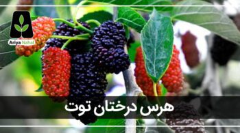 هرس درختان توت