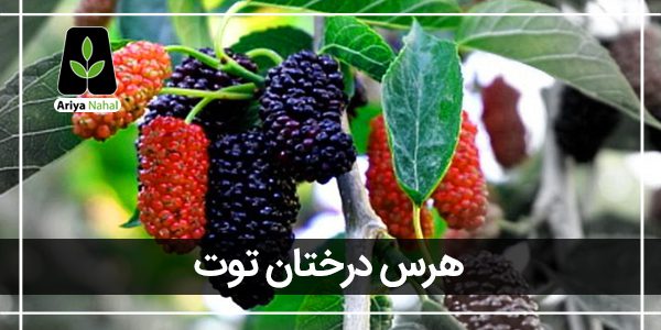 هرس درختان توت