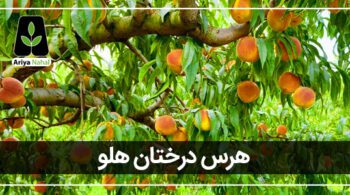 هرس درختان هلو