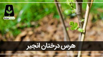 هرس درخت انجیر
