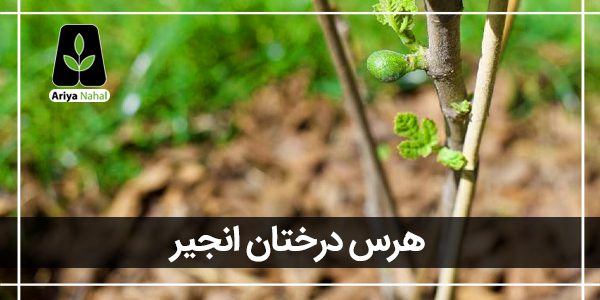 هرس درخت انجیر