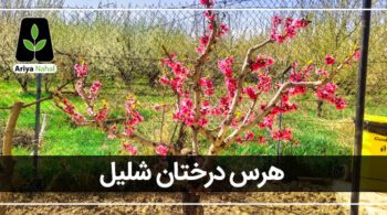 هرس درختان شلیل