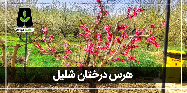 هرس درختان شلیل